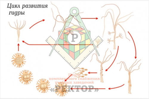 Ссылки на даркнет